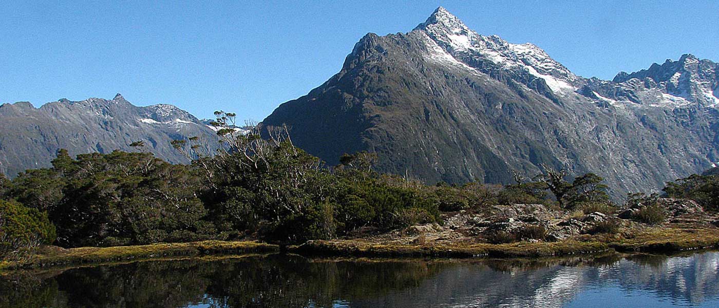 guided new zealand chamois hunting tours